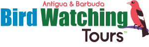 Bird Watching Tours Antigua Barbuda