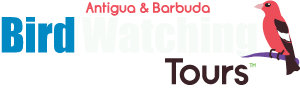 Antigua Bird Watching Tours