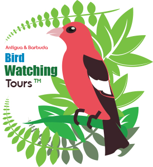 bird watching tours antigua barbuda